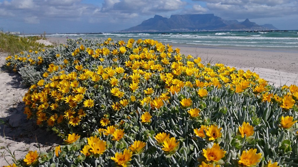 Gravel Bike Rental Cape Town